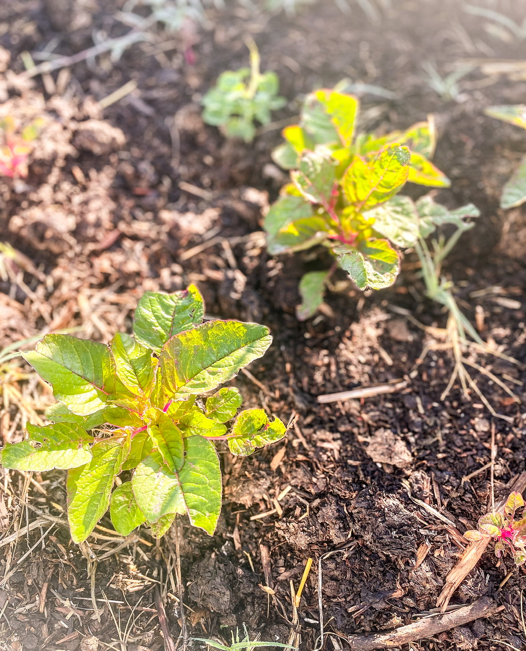 Pink Beauty Amaranth plant
