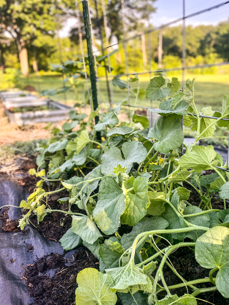 Cucumber plants