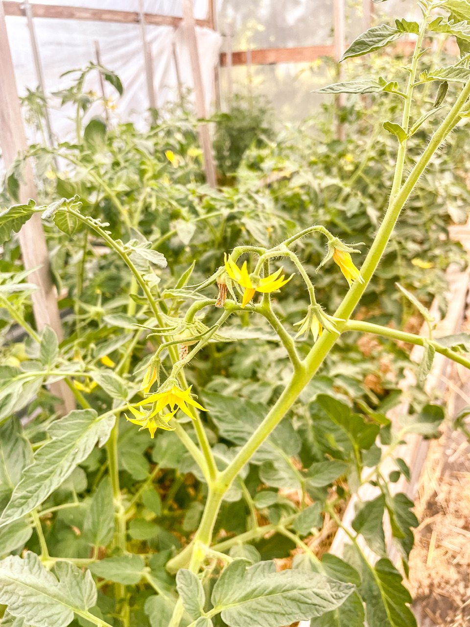 Tomato flowers