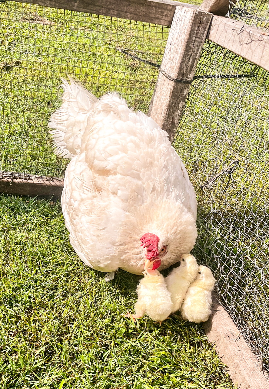 1 hen with three chicks