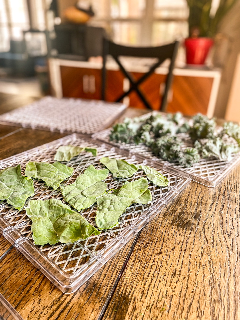 Kale on a dehydrating rack
