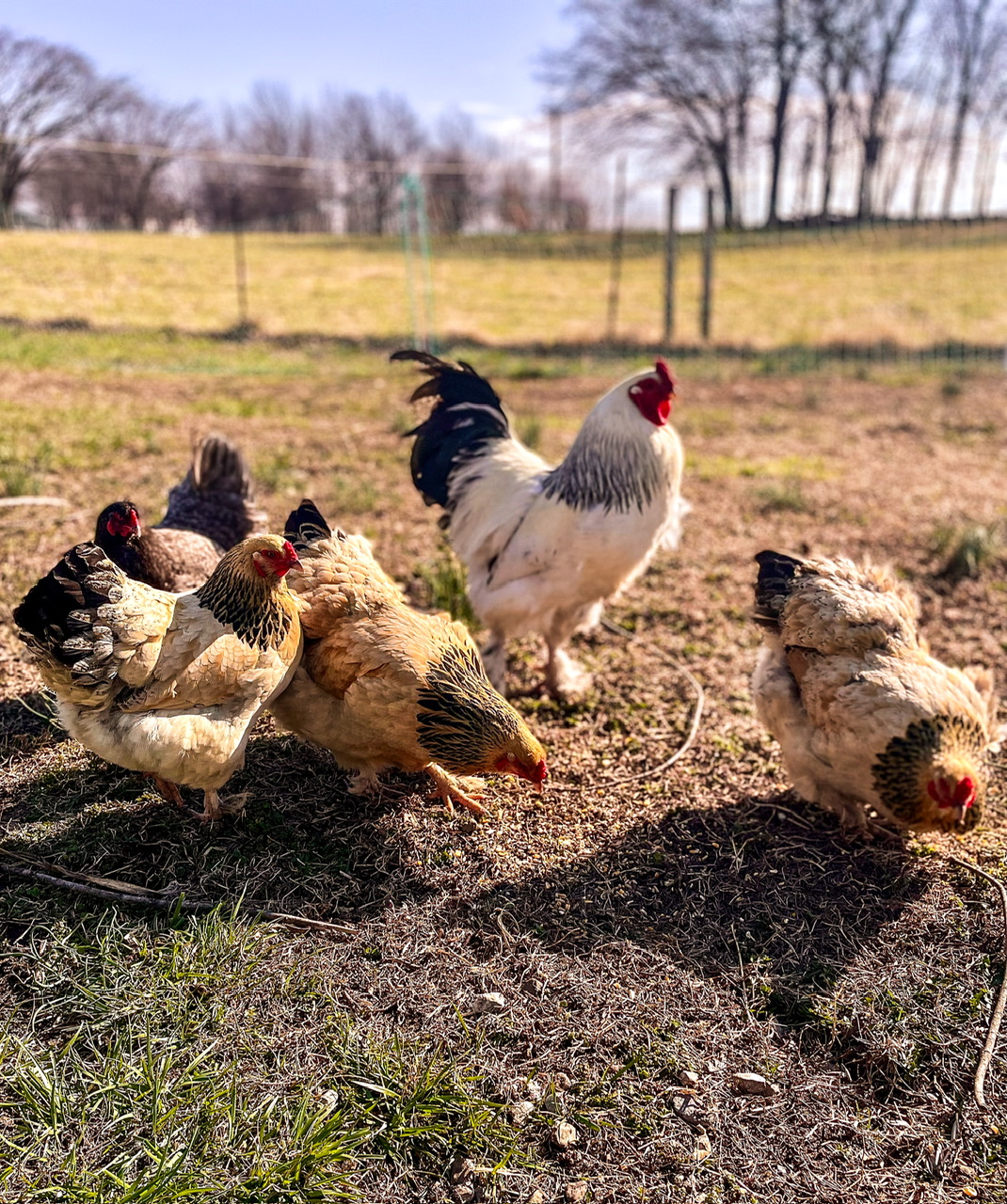 rooster with his flock