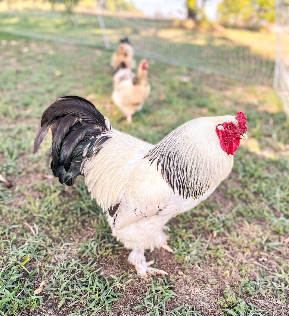 Rooster with two hens