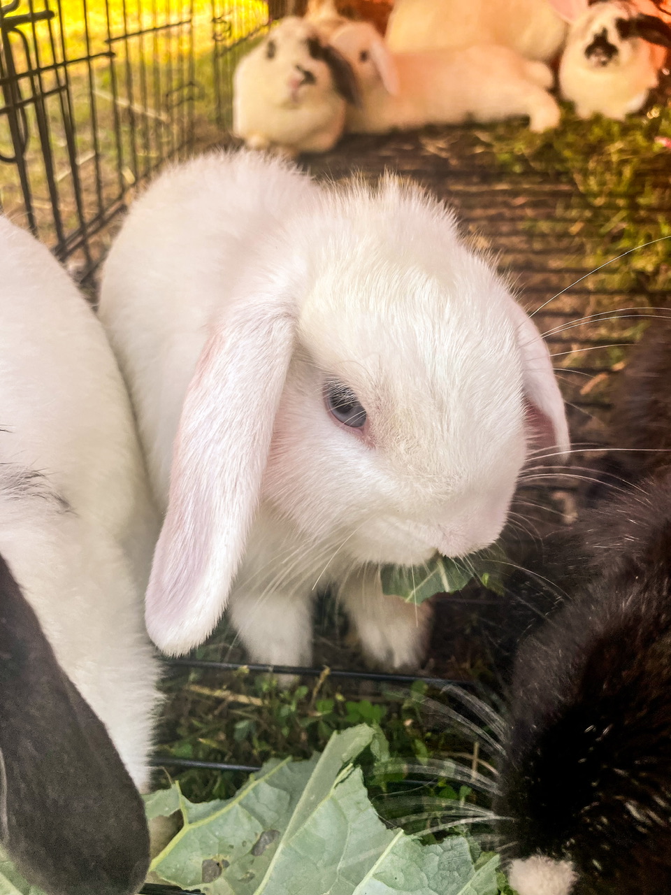 Is Your Rabbit Expecting? Here’s How to Tell - The Art of 1 Acre