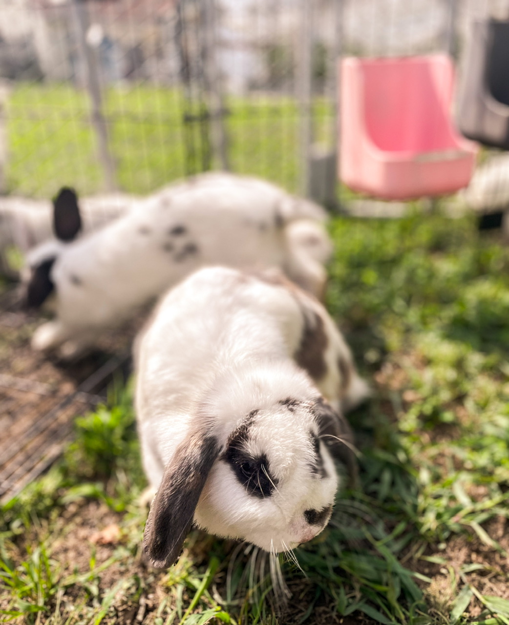 Is Your Rabbit Expecting? Here’s How to Tell - The Art of 1 Acre