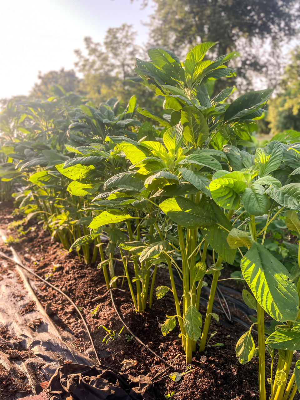 Giant Golden Amaranth plant