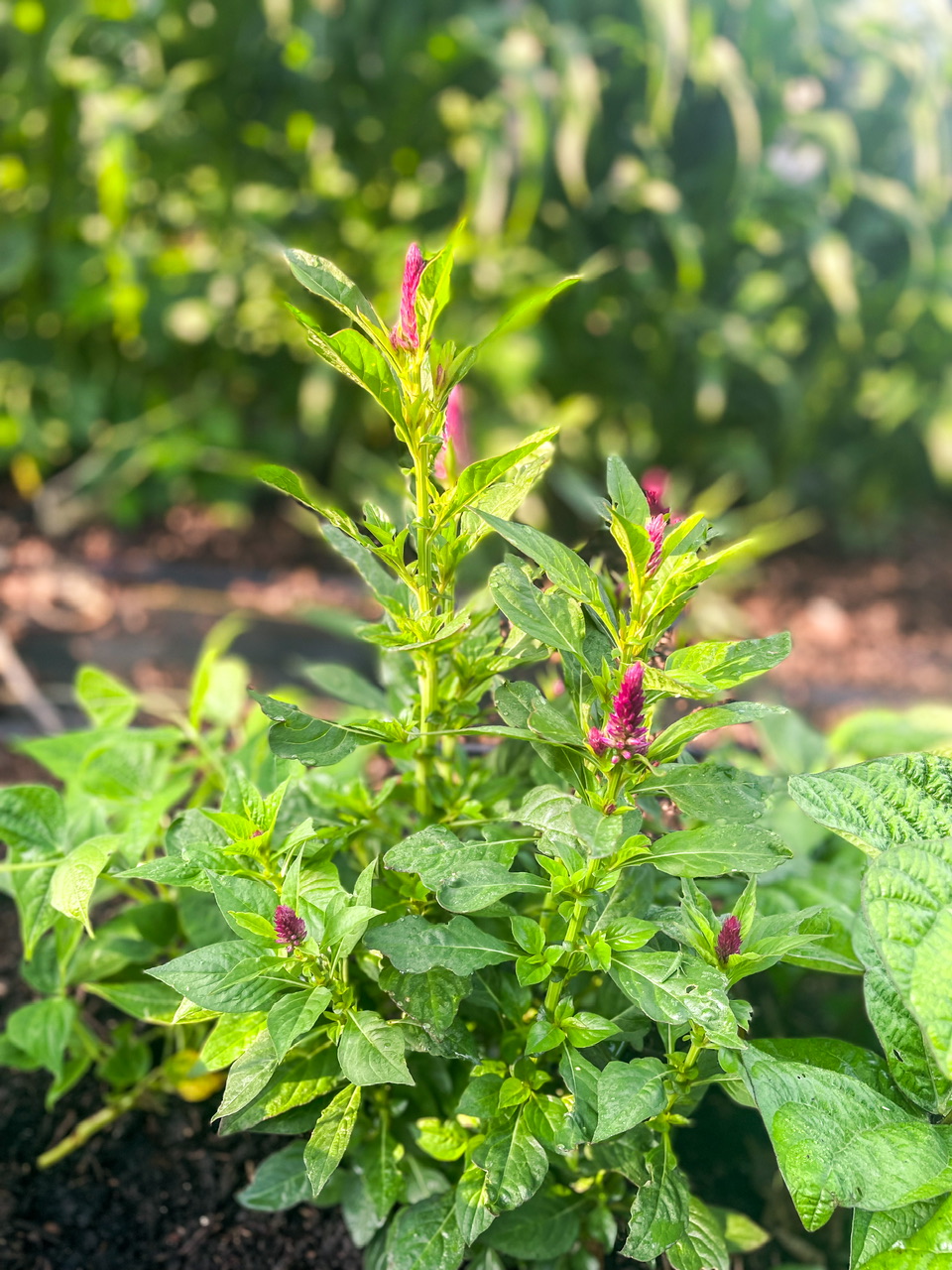 Pink flowers in a garden