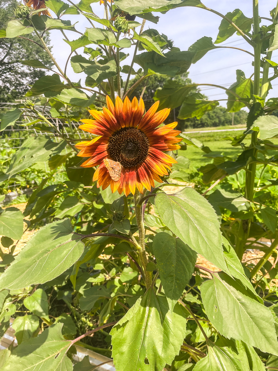 Sunflower with a butterfly