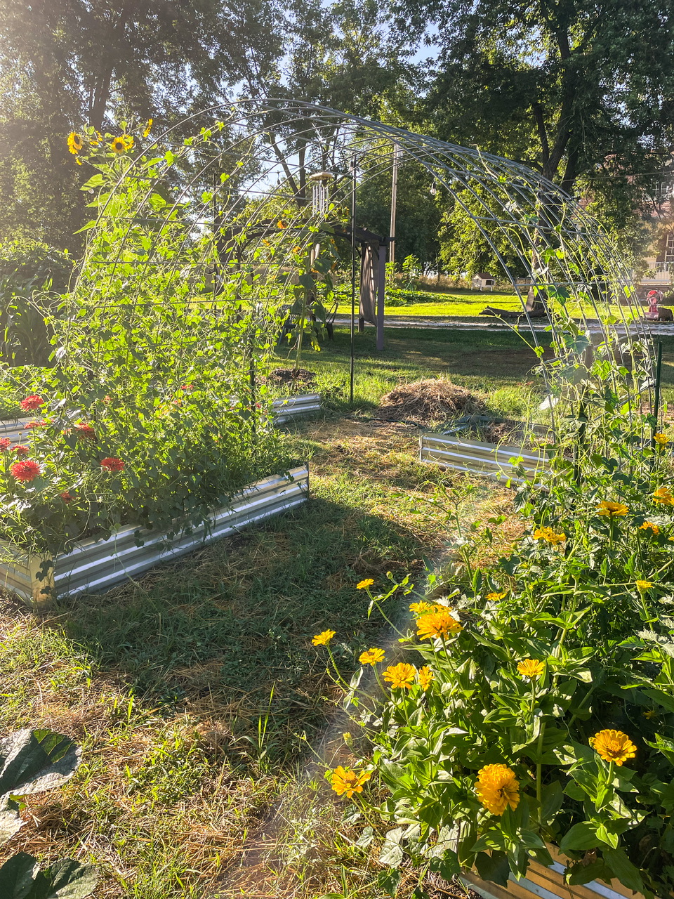 Cucomelons on an arched trellis