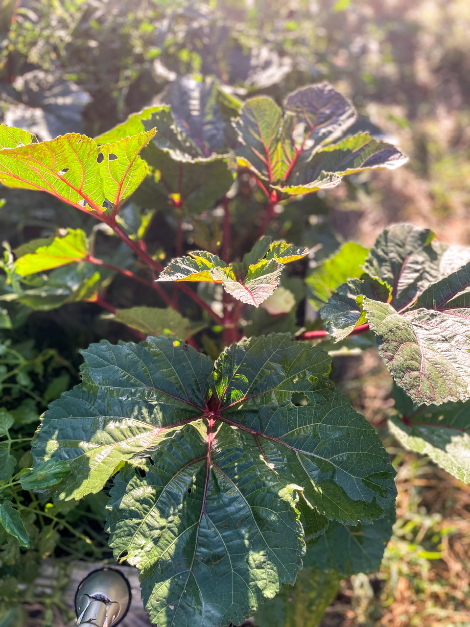 Okra plant