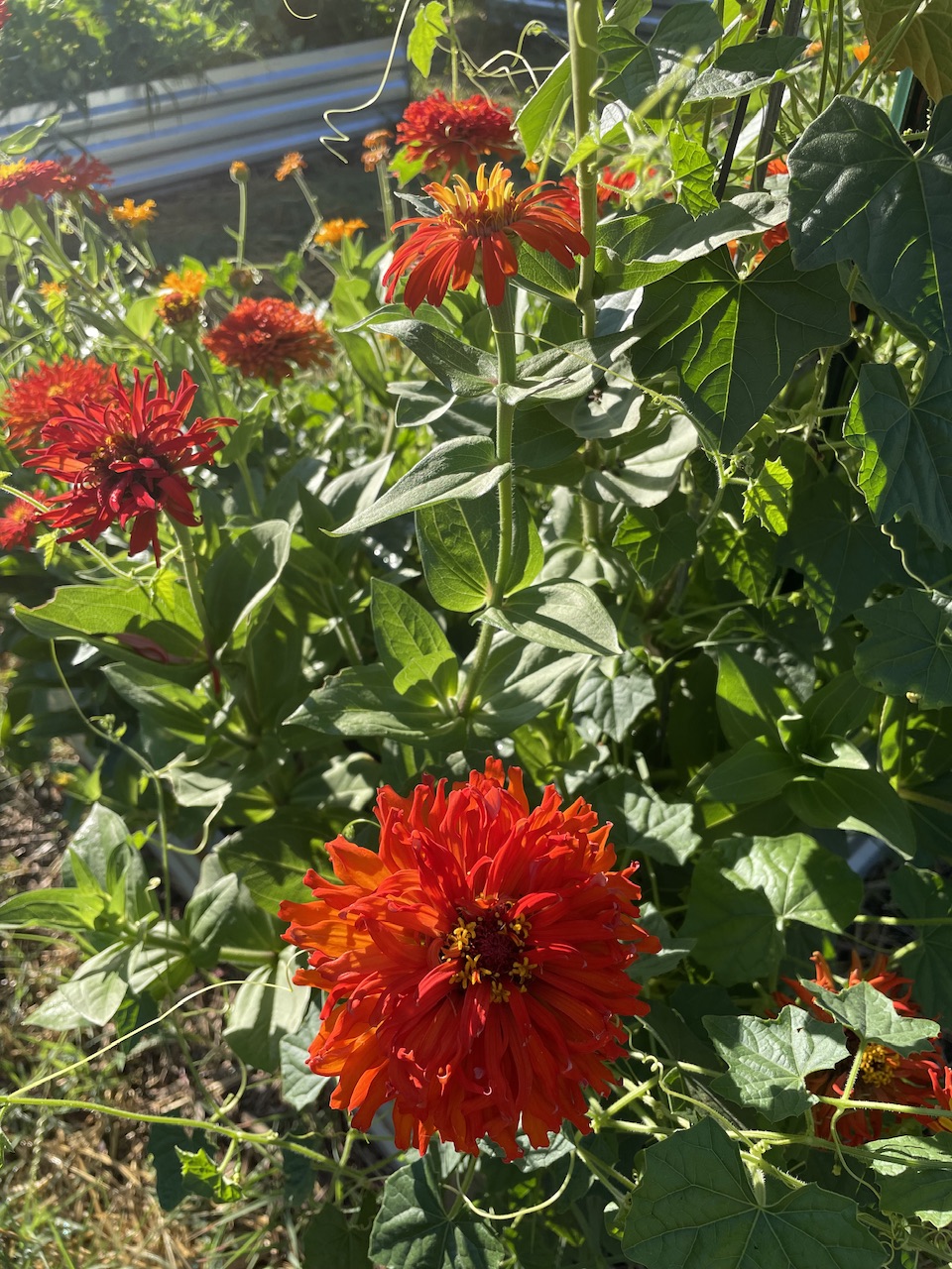 Red Zinnias
