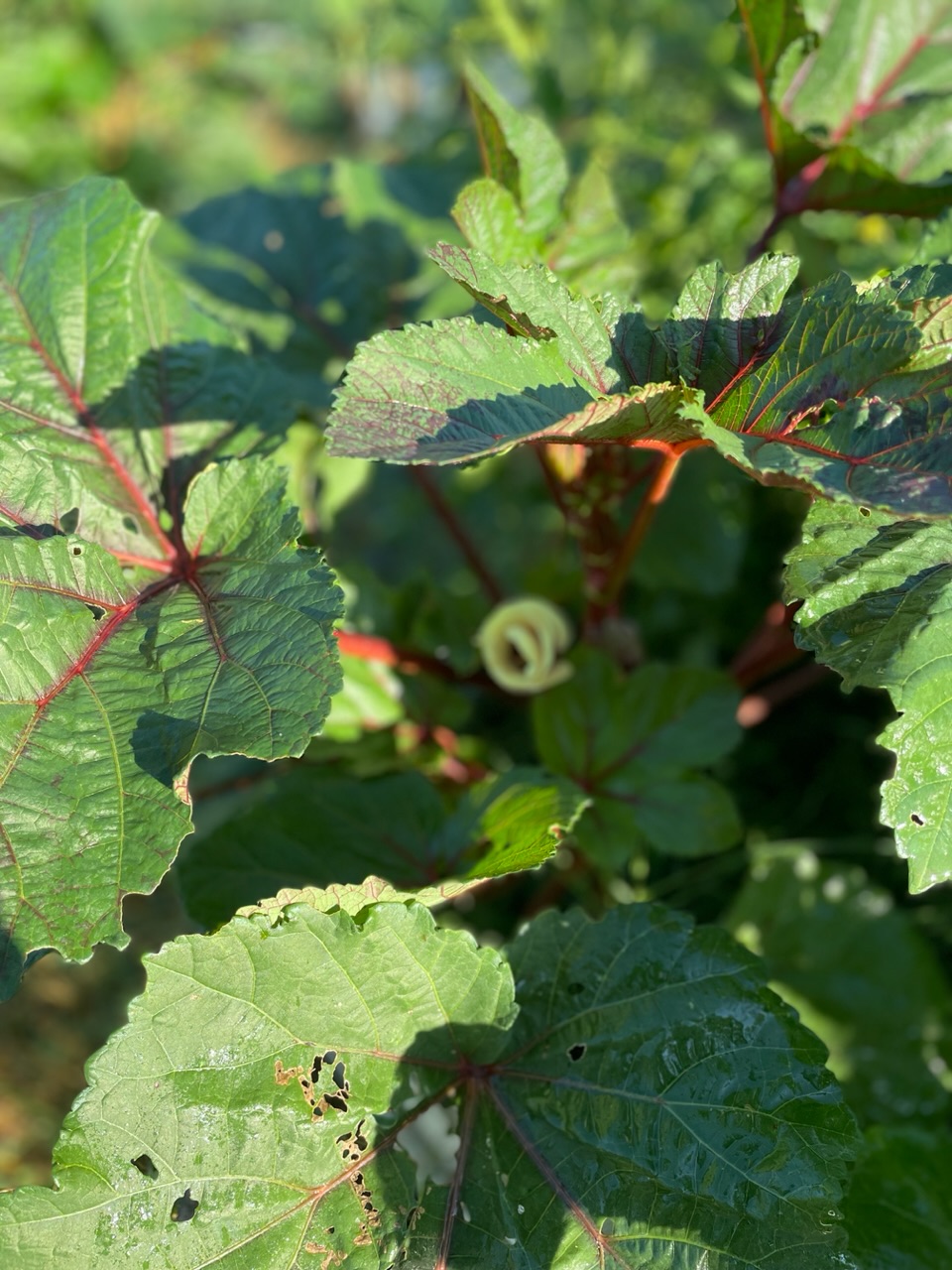 Okra plant