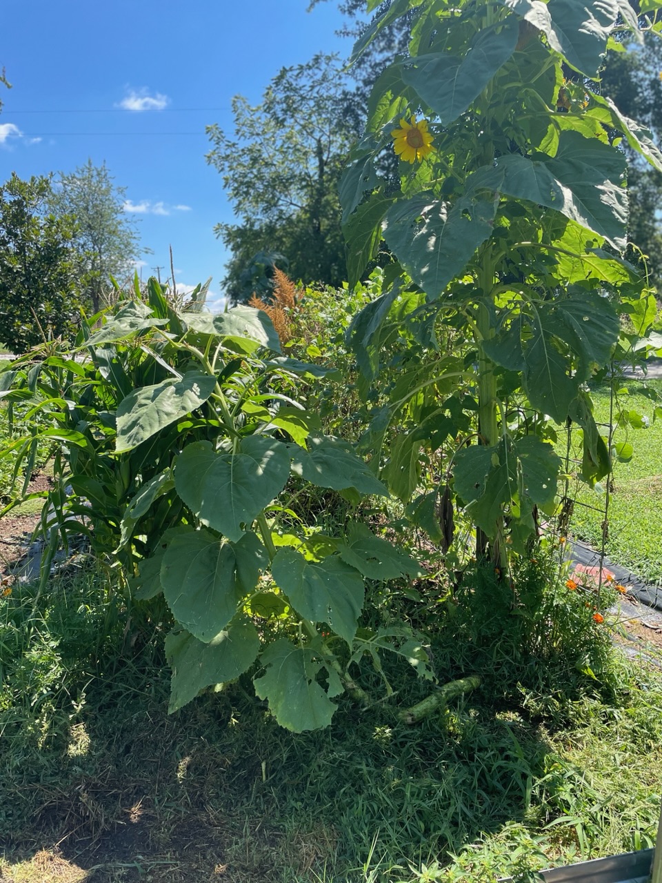 Sunflower with beans