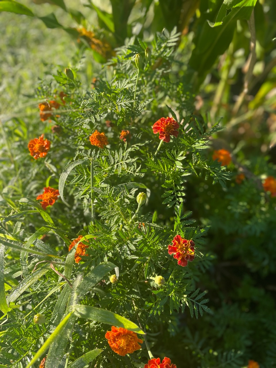 Marigolds in late July