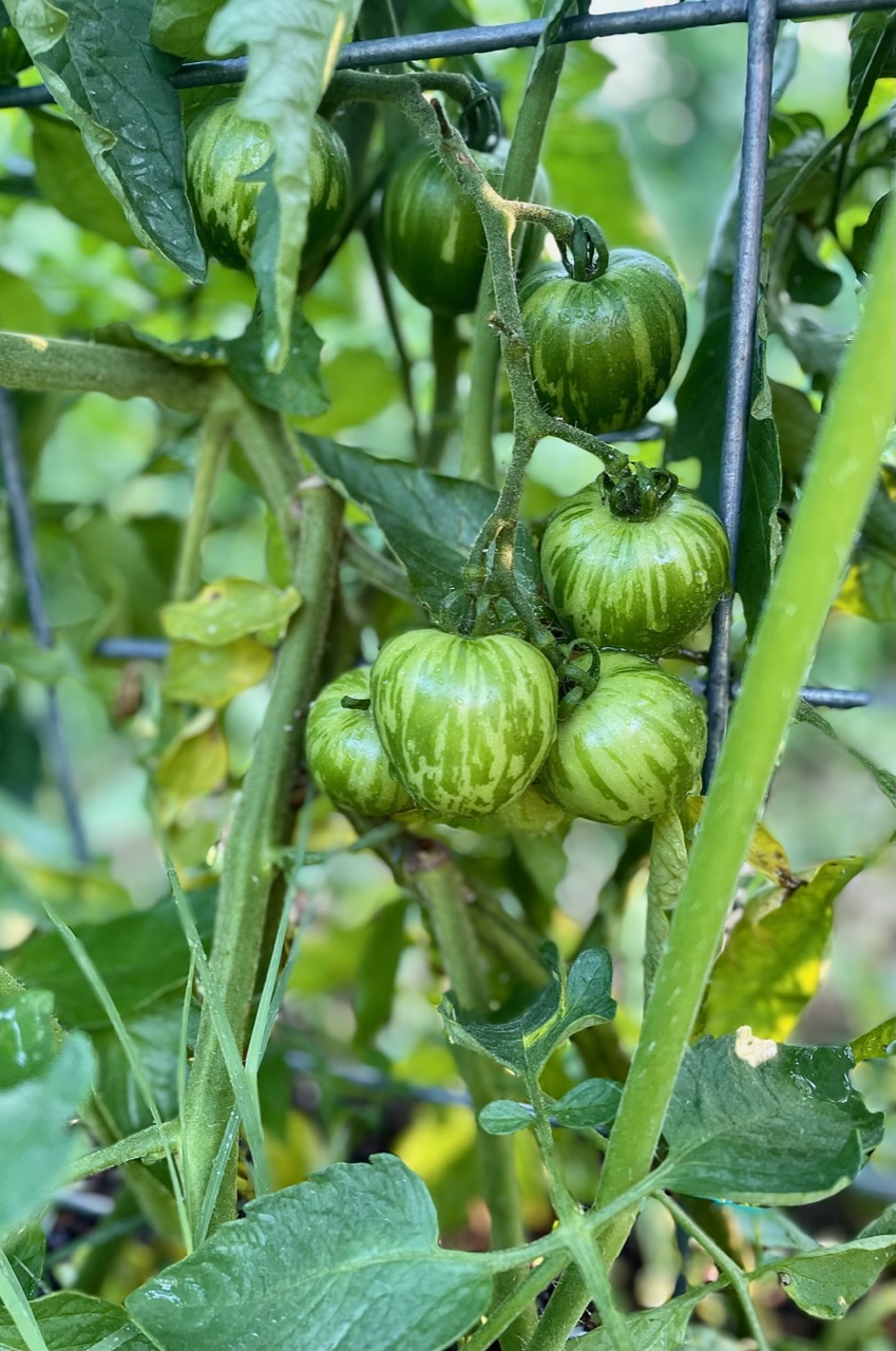 Tigerella tomato plant