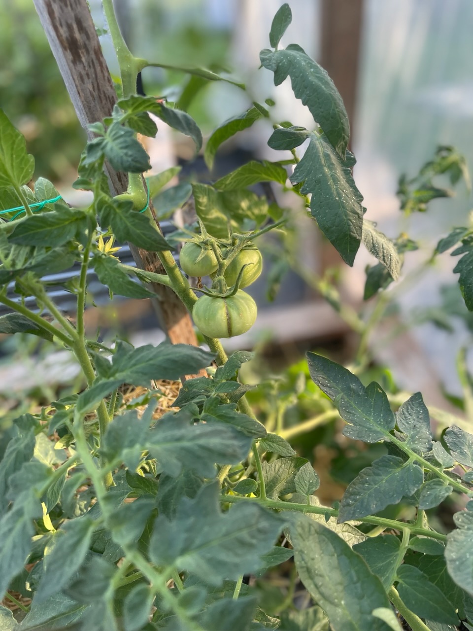 Tomato plant in a high tunnel