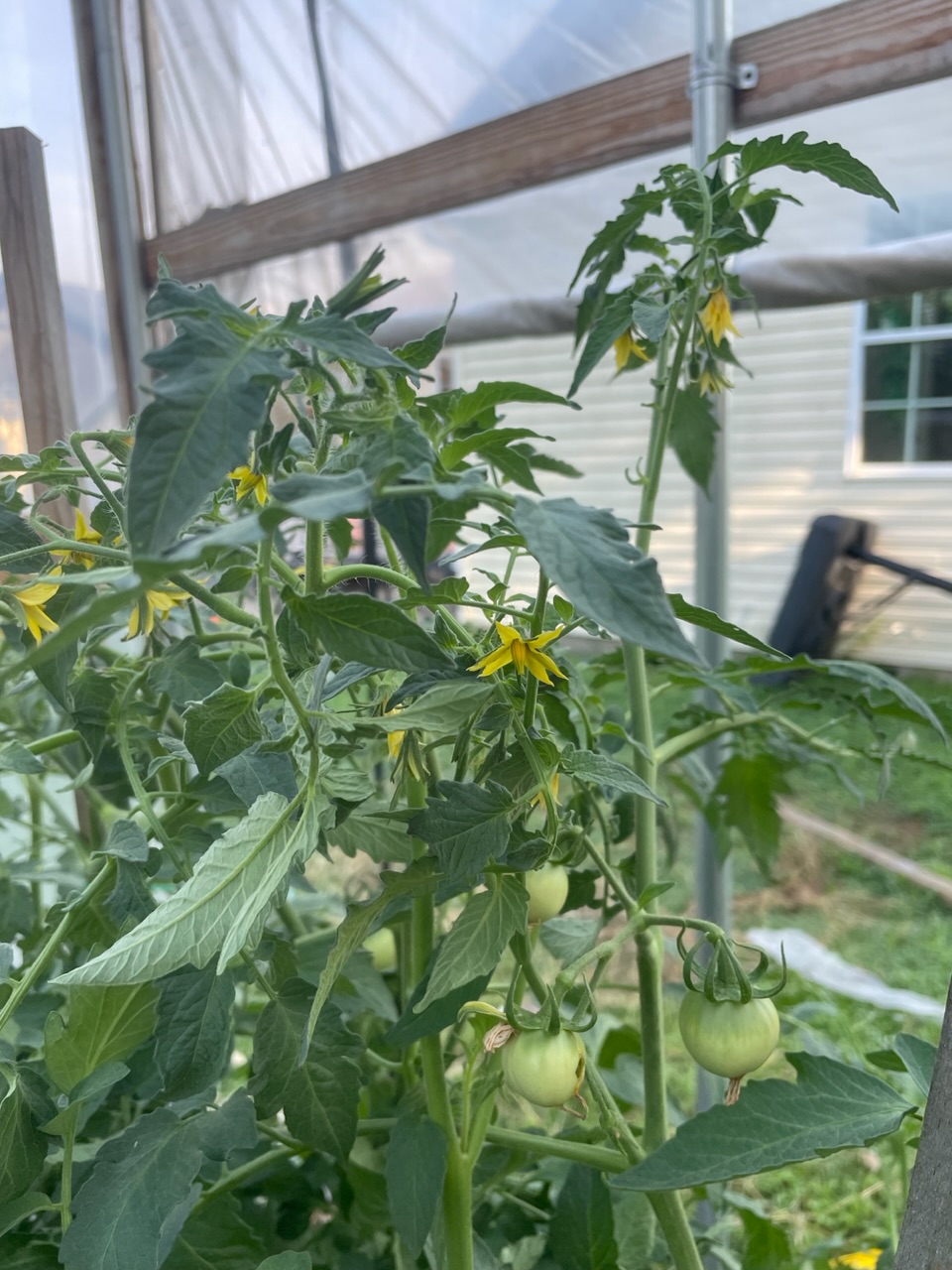 Tomato plant in a high tunnel