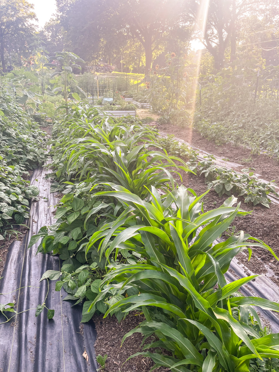 Garden row of corn