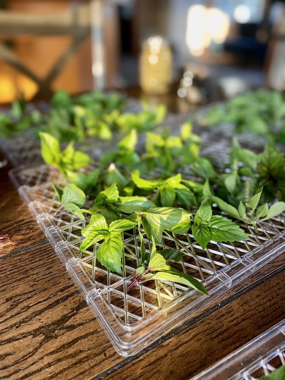 Basil drying