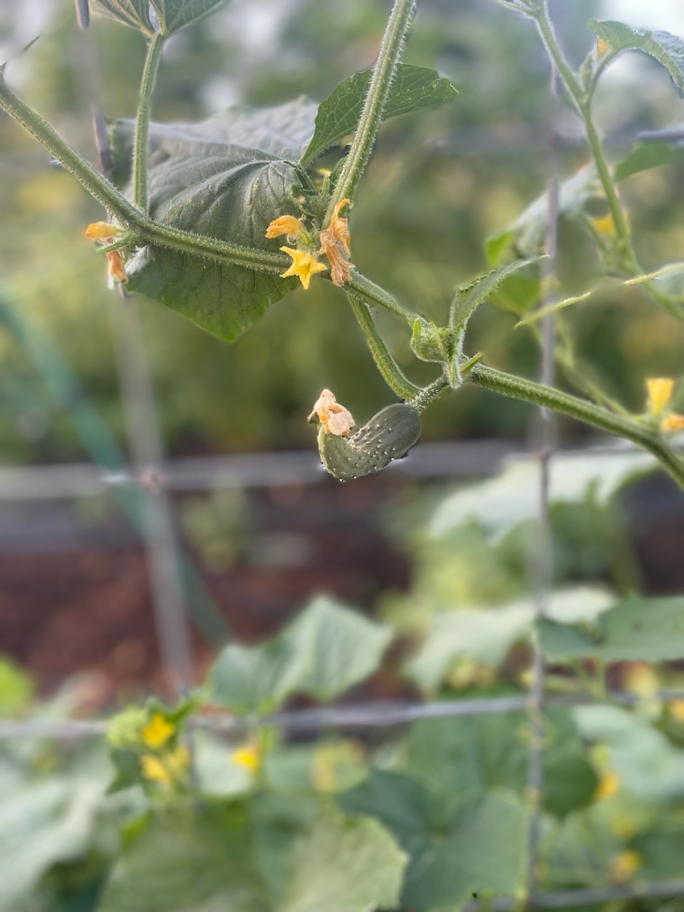 Cucumber bloom