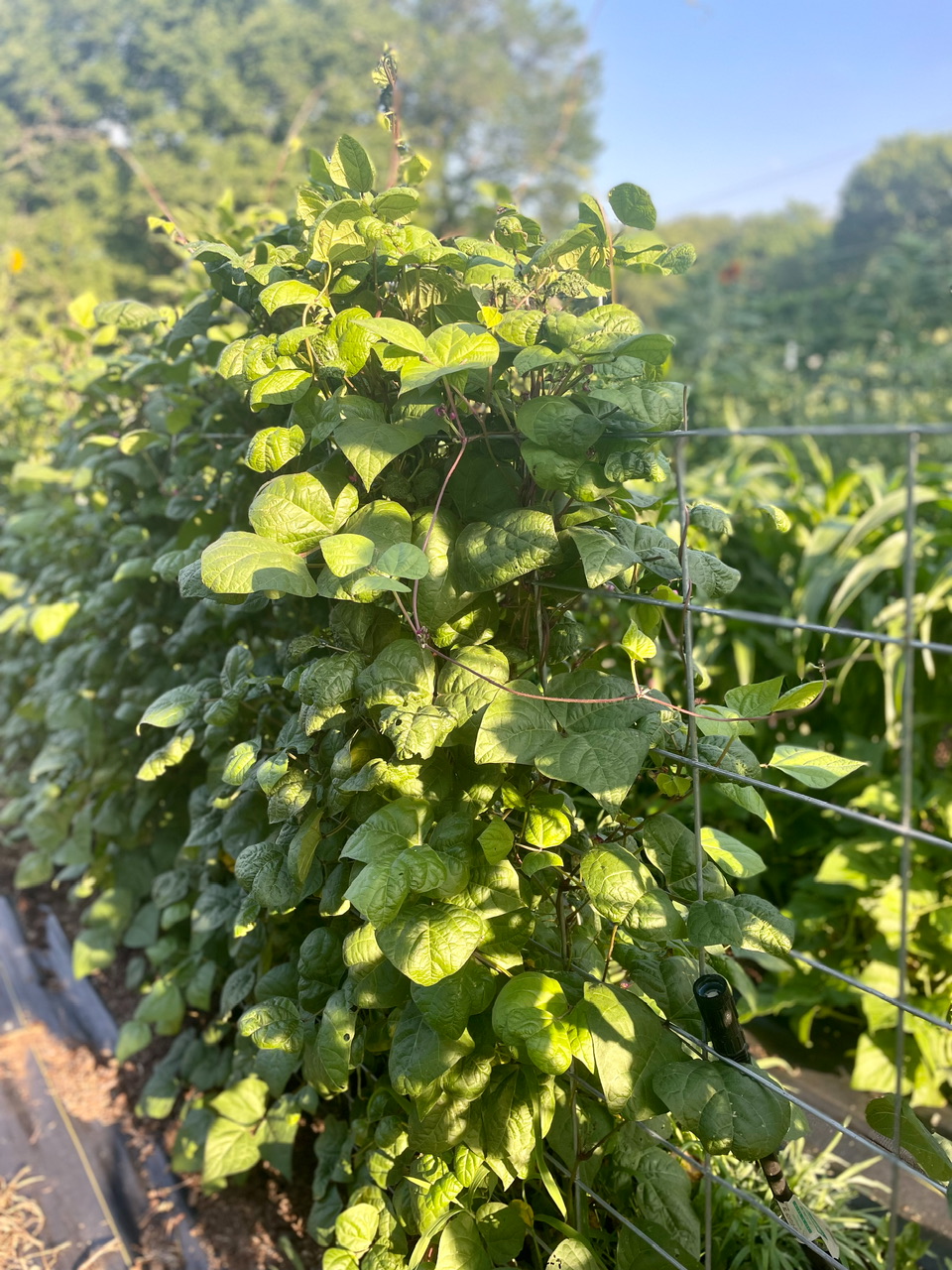 Beans on a trellis