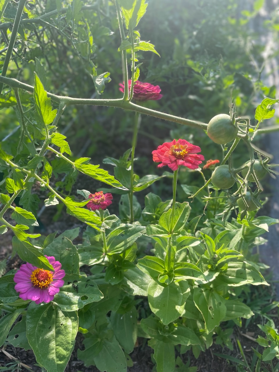 Zinnias with tomato plant