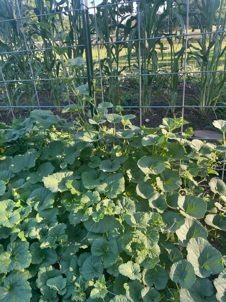 Melon plant
