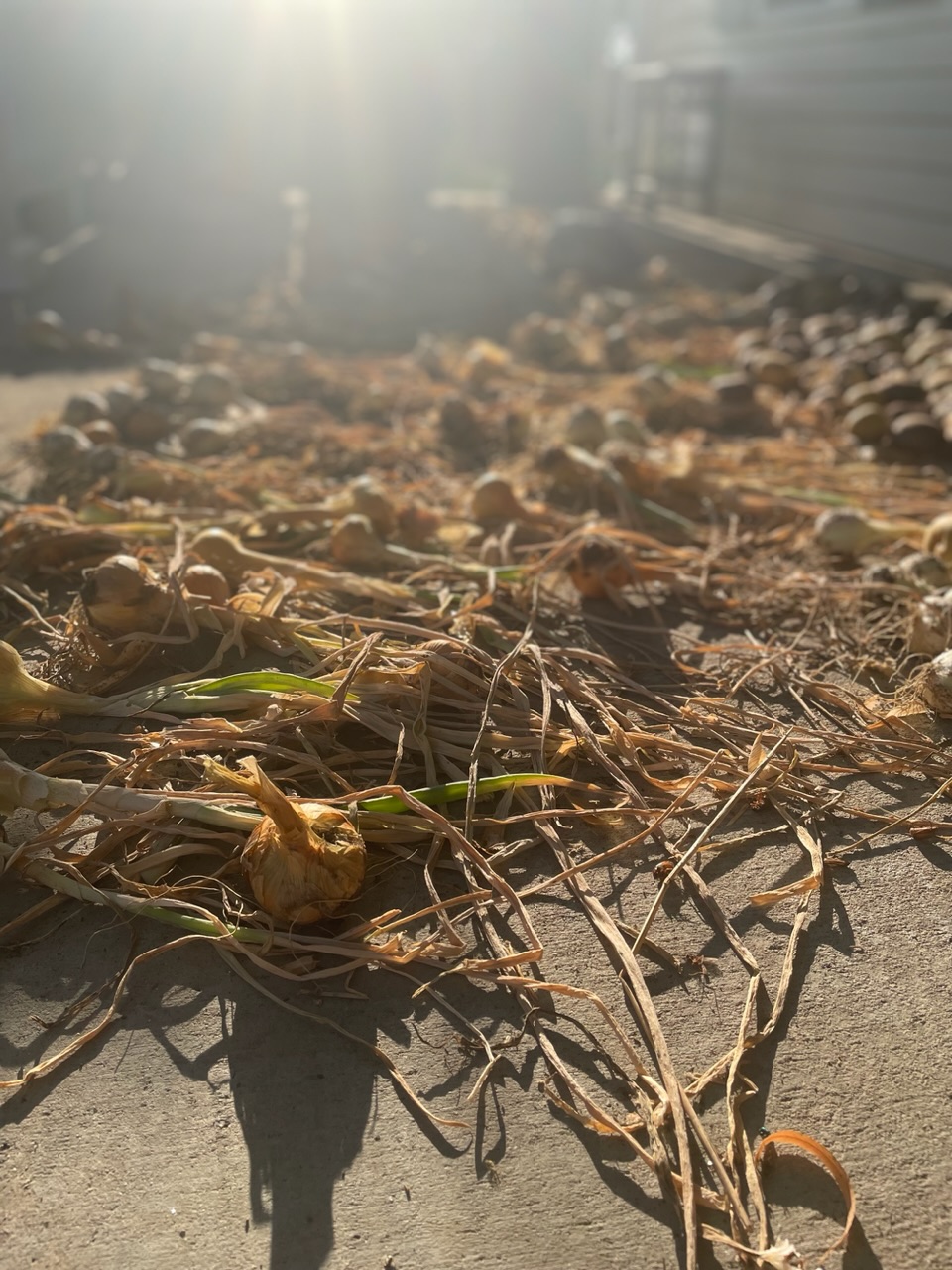 Onions drying
