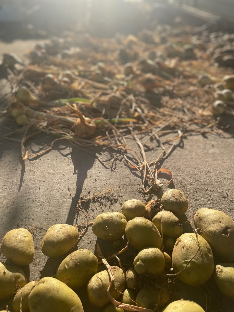 Onions and potatoes curing
