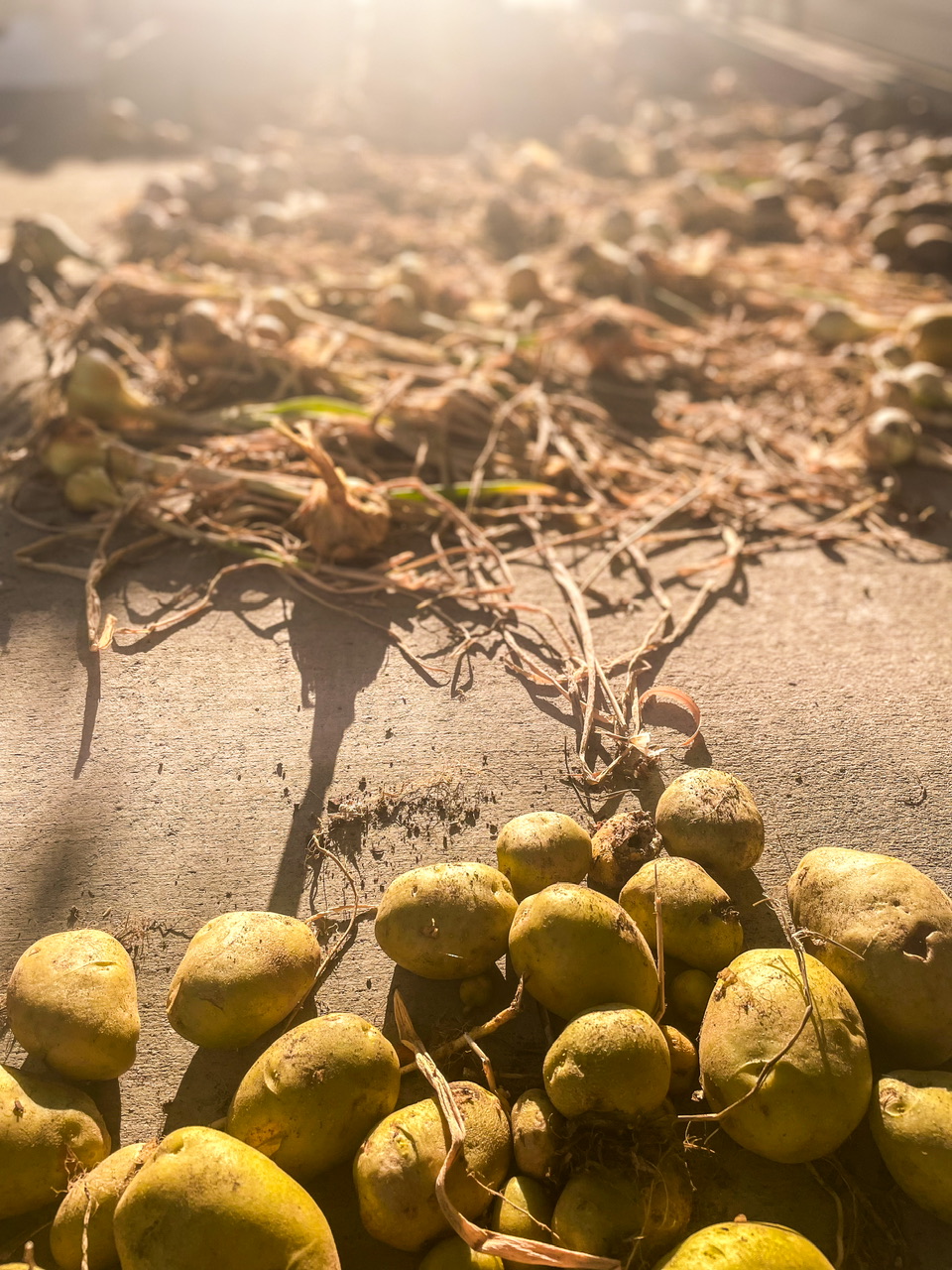 Potatoes and onions curing