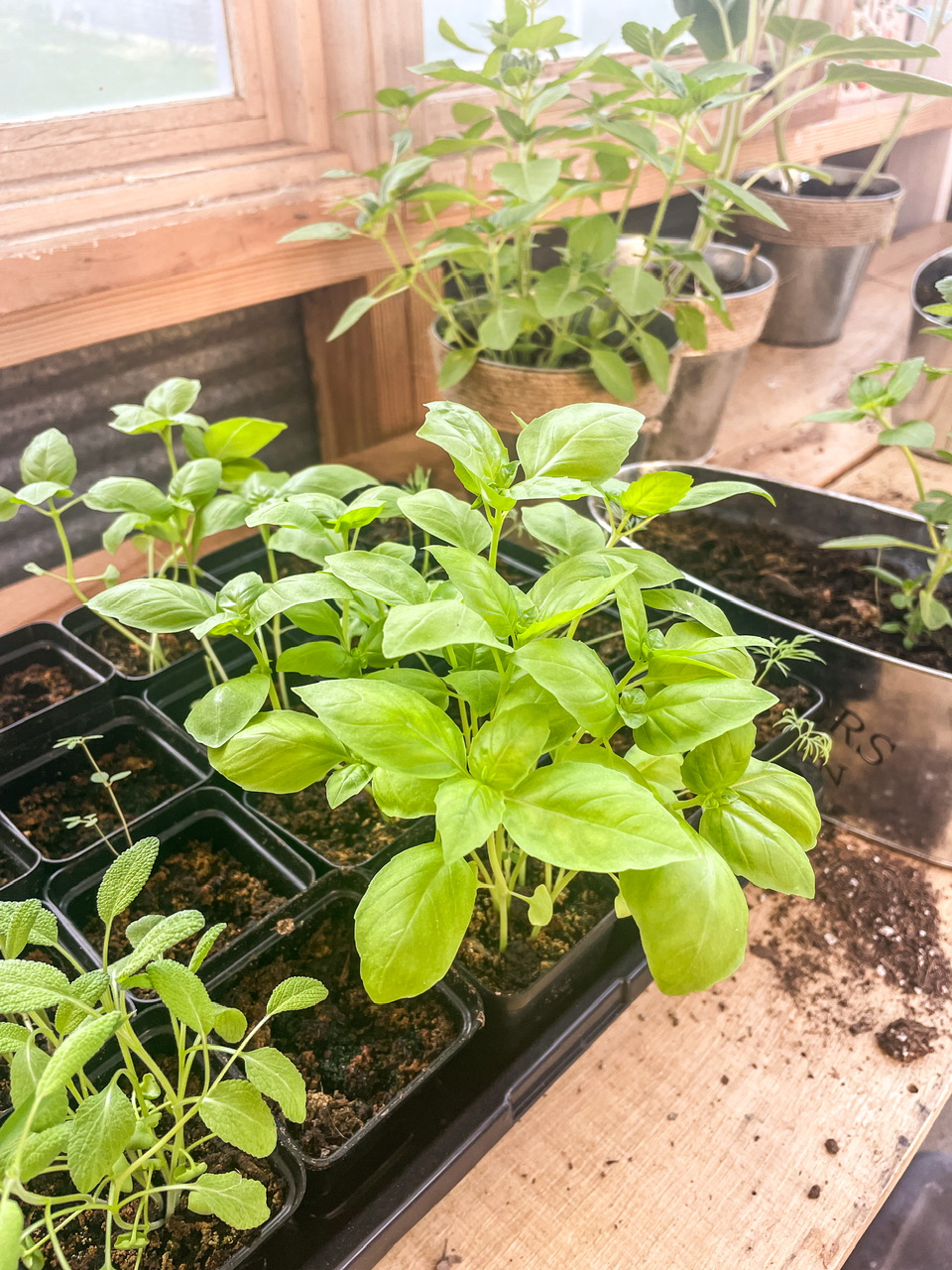 Plants in a greenhouse