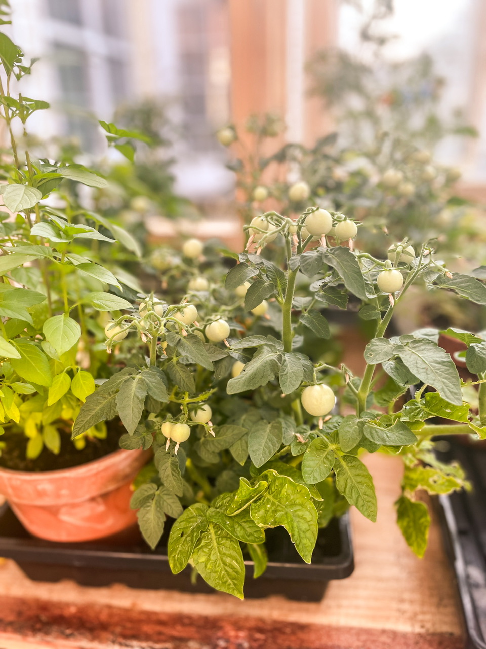 Plants in a greenhouse