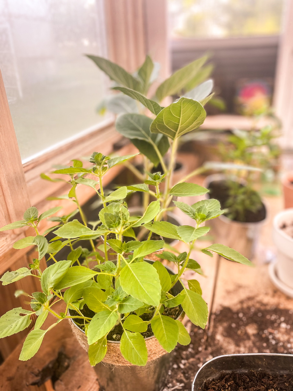 Plants in a greenhouse