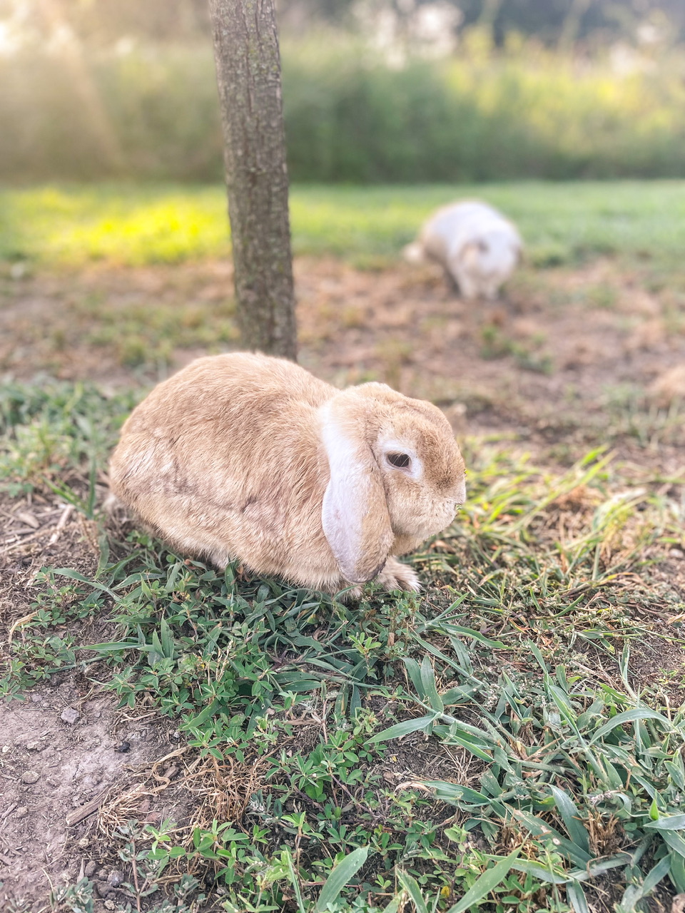One tan and one white bunny
