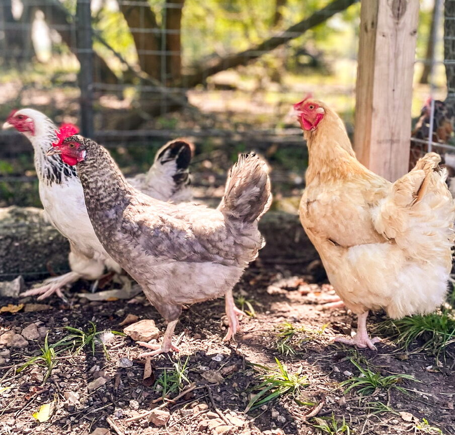 three different chicken breeds