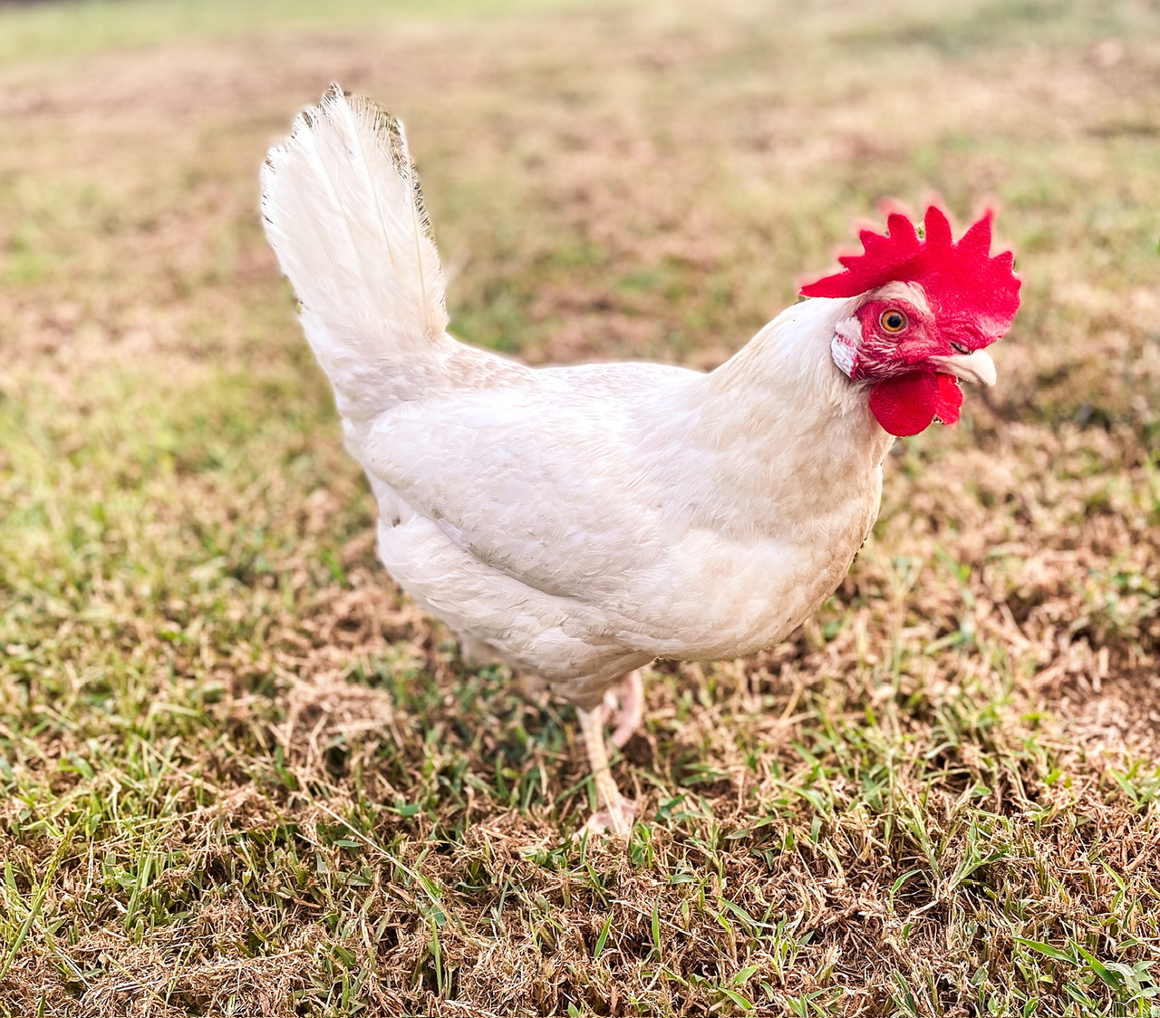 white leghorn