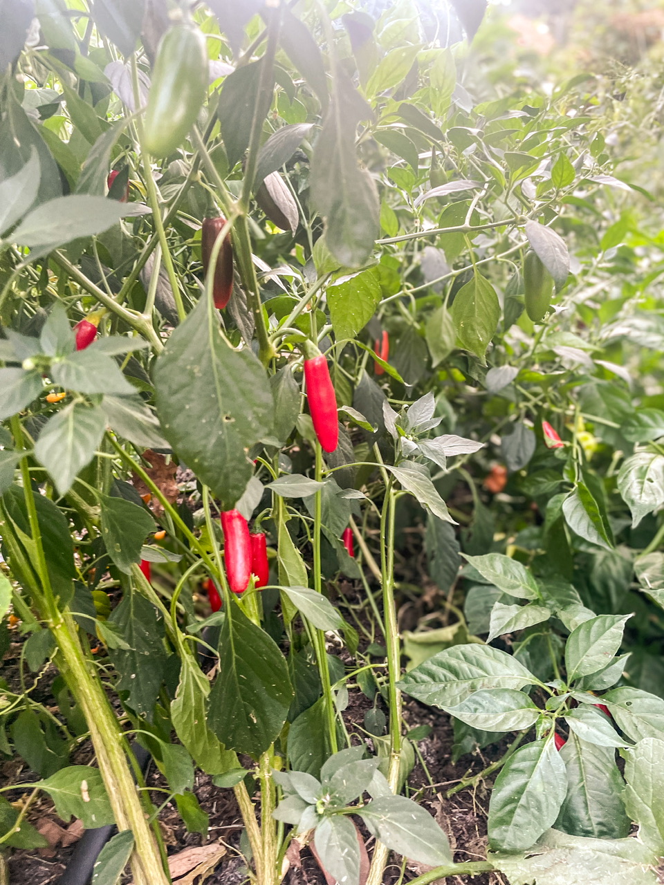 Pepper plant