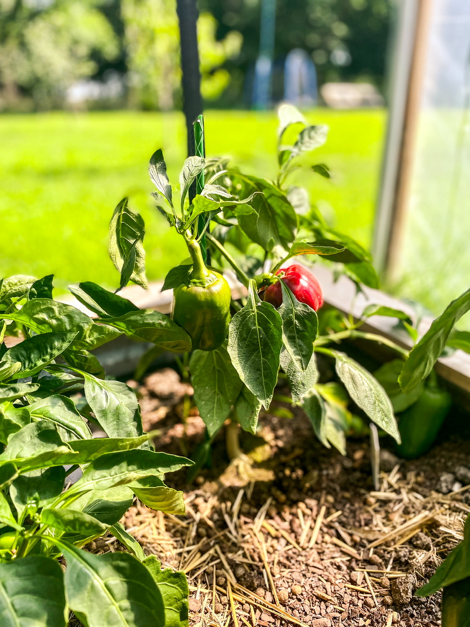 Pepper plant in a high tunnel