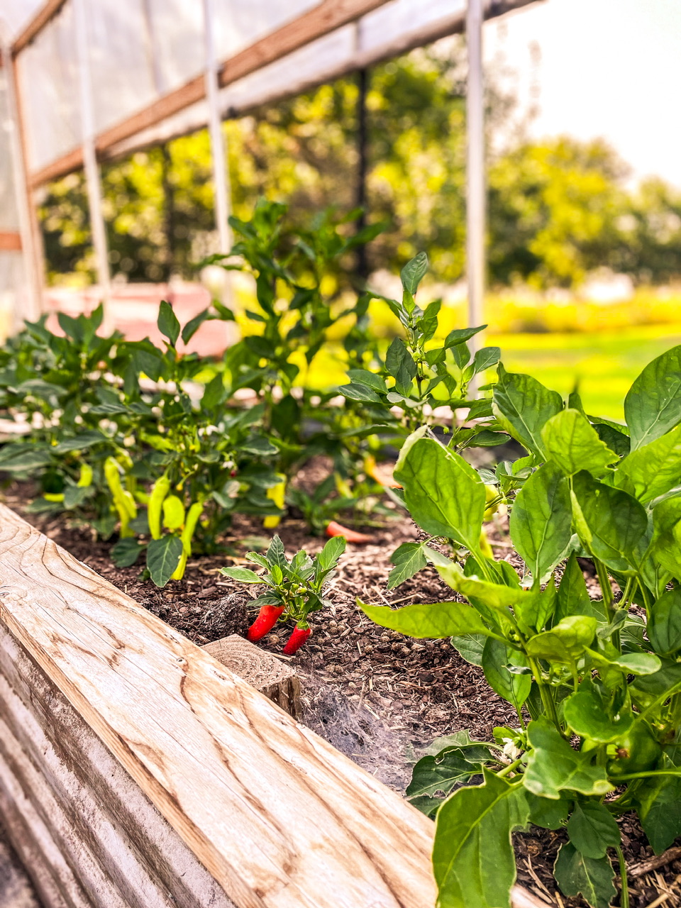 Pepper plants in a high tunnel
