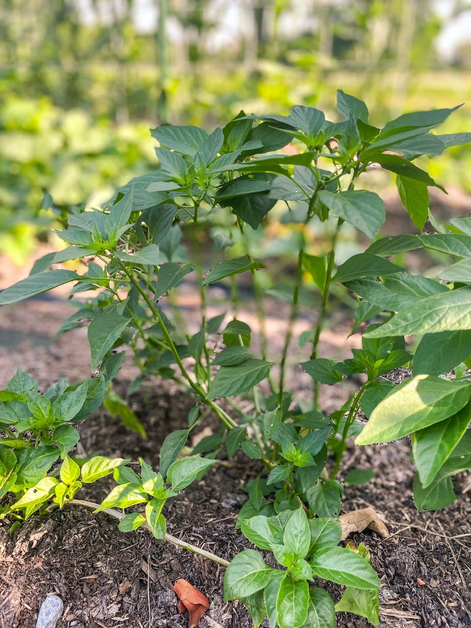 Pepper plant