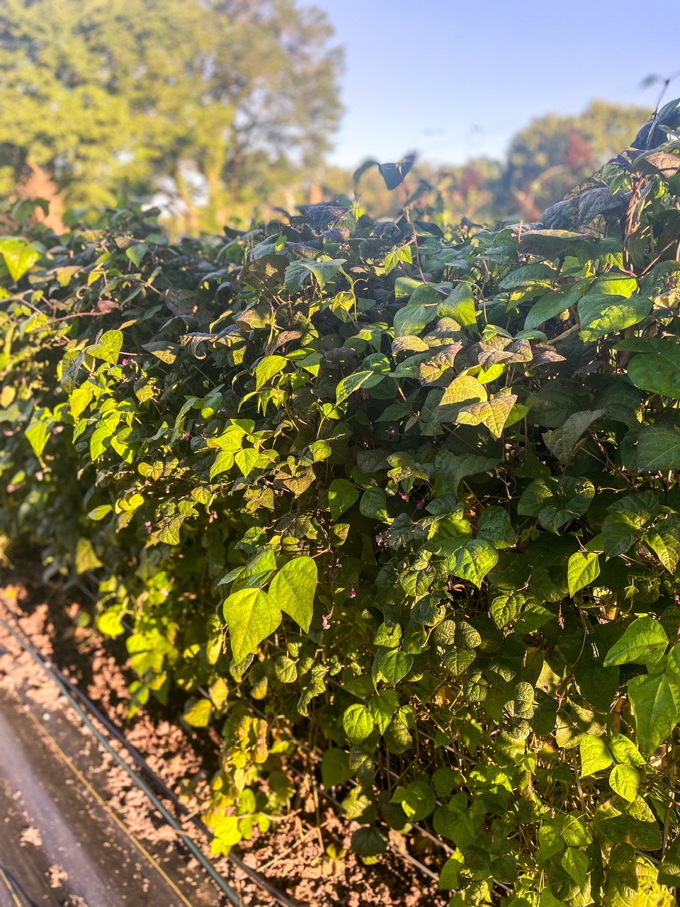 Pole beans on a trellis
