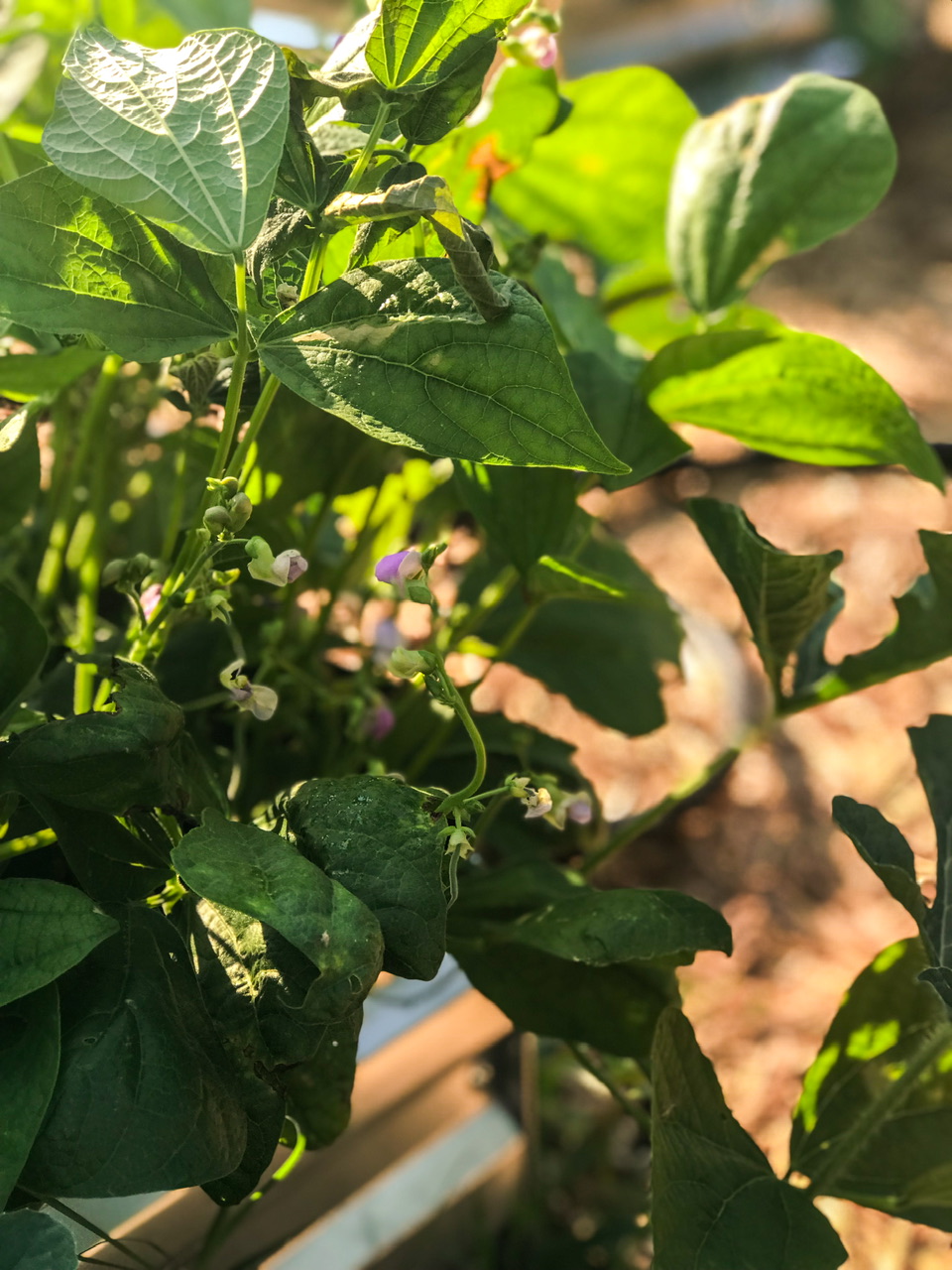 Beans in a garden bed