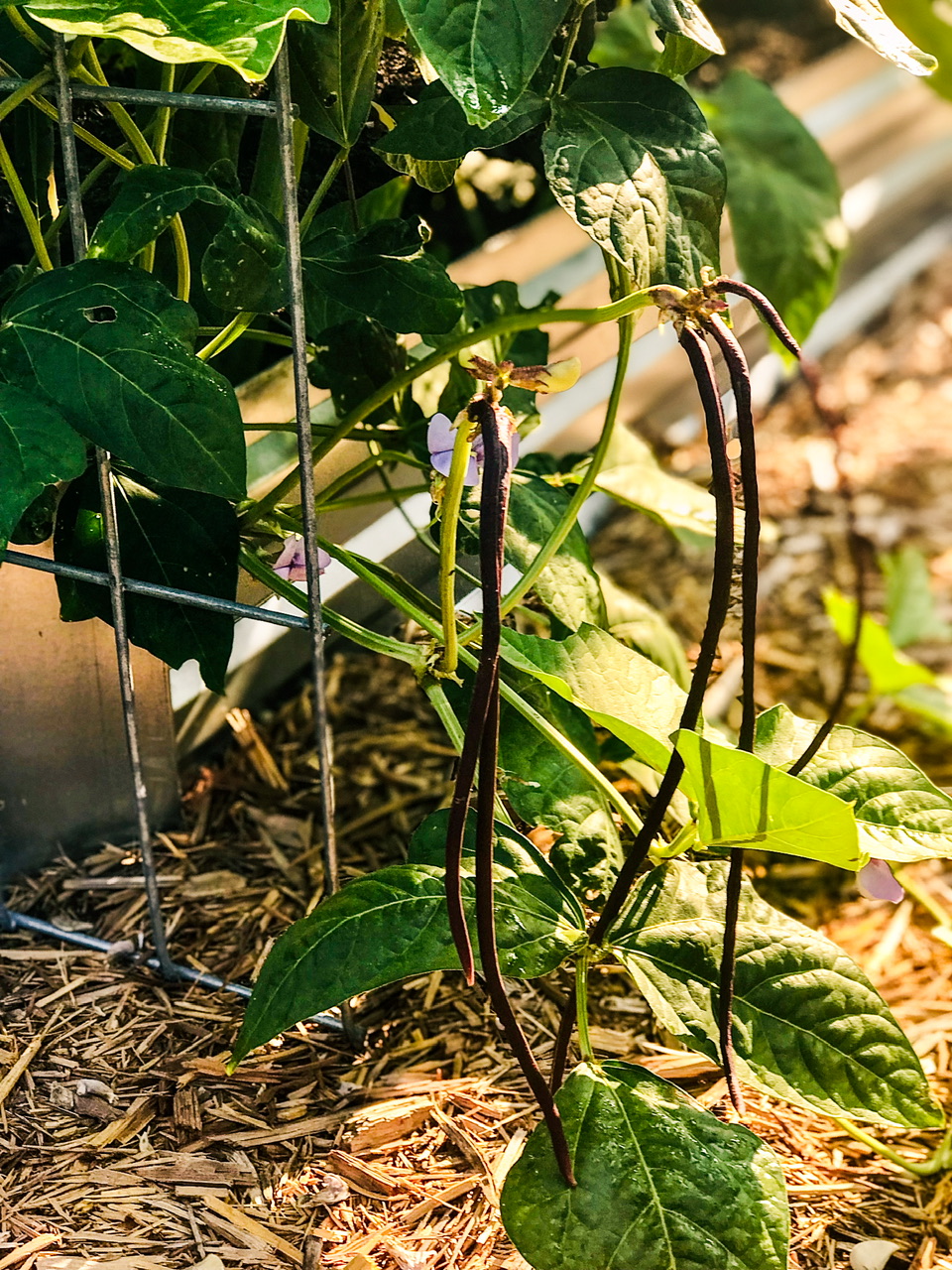 Golden noodle beans on a trellis