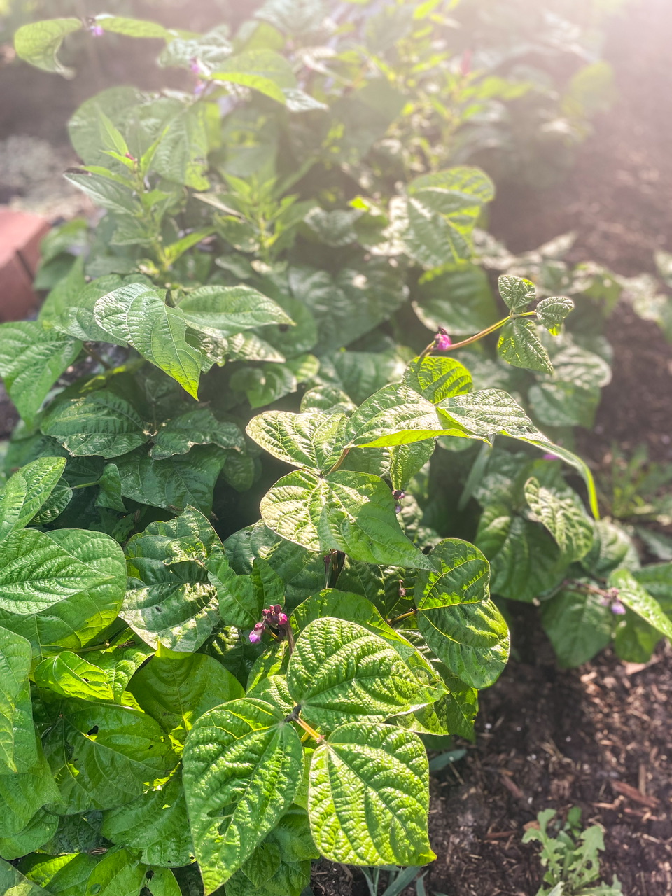 Beans in a garden bed