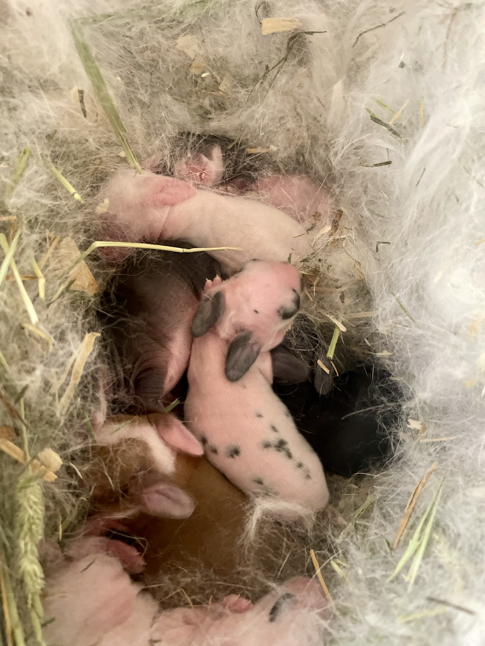 Newborn kits