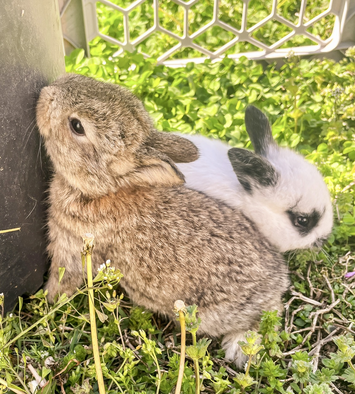 Two baby rabbits