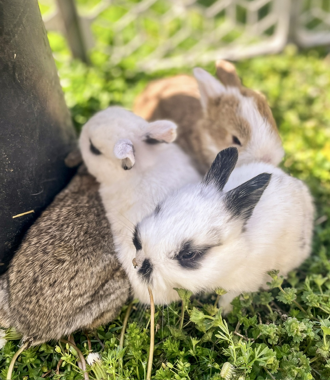 Three baby rabbits