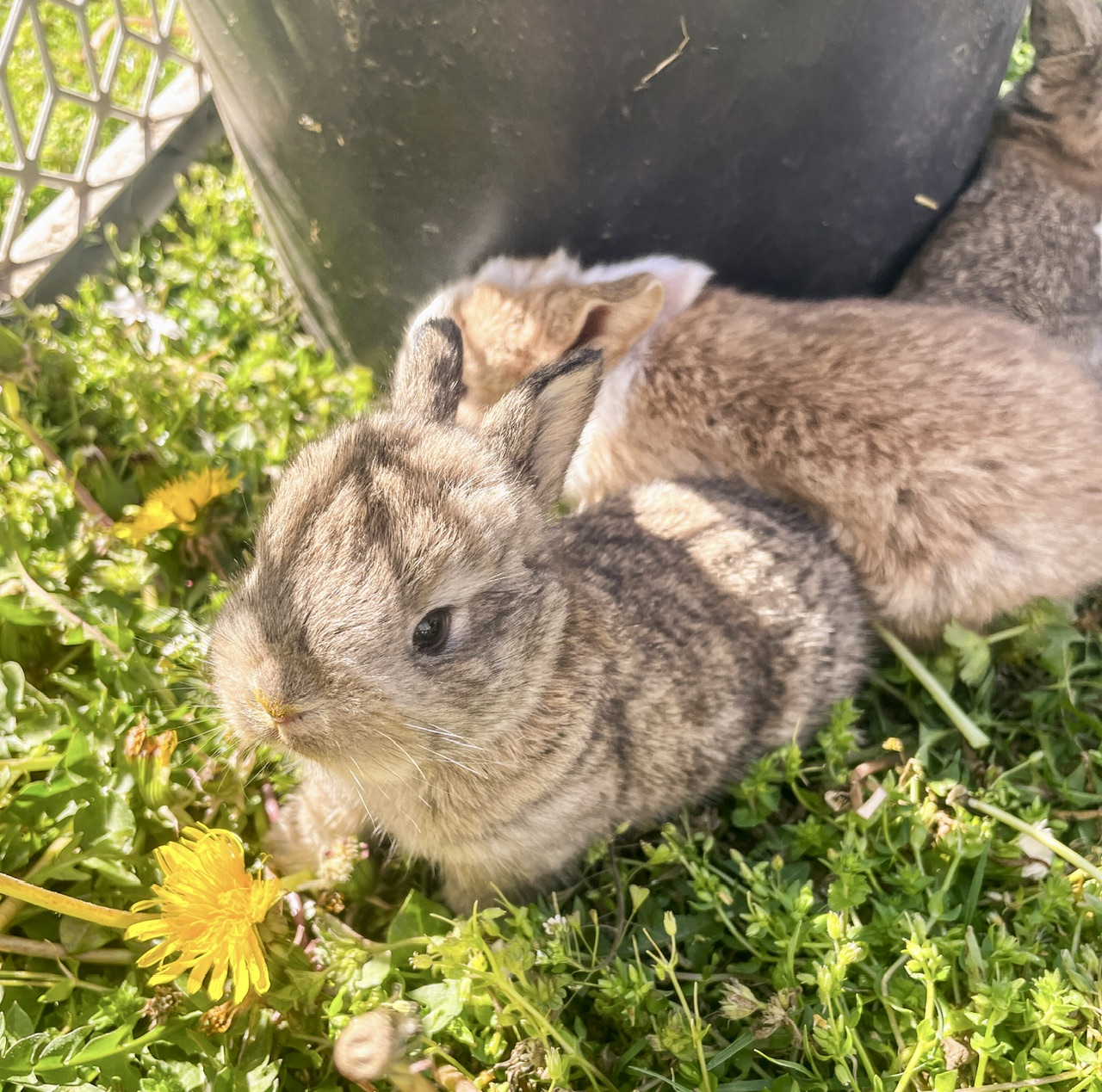 Two young rabbit kits